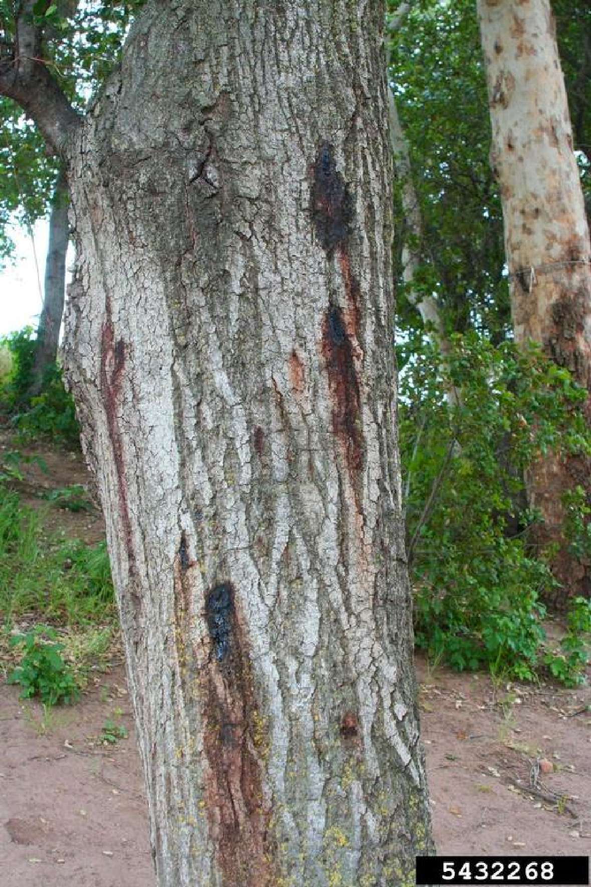 Schadbild des gelbgepunkteten Eichenprachtkäfers Agrilus coxalis auroguttatus an Quercus agrifolia